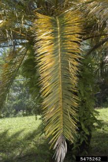 Magnesium (Mg) deficiency in palm