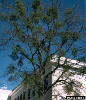 Mistletoe infestation becomes obvious during winter.