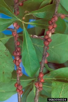 Oak lecanium scale on small twigs.