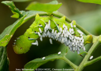 Parasitized tobacco hornworm (Manduca sexta). If this is left in place, parasitic wasps will hatch to infest more hornworms. 