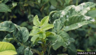 Powdery mildew symptoms on rose leaves.