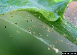 Spider mites with webbing.