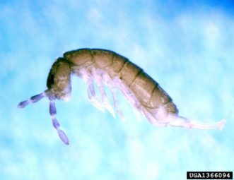 Springtail.