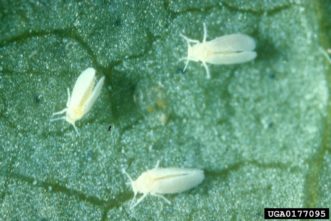 Sweetpotato whitefly.