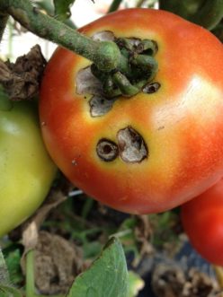 Tomato fruit worm (Helicoverpa zea) damage. 