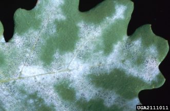 White coating on leaf caused by powdery mildew.