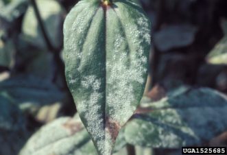 Powdery mildew on zinnia leaf