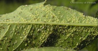 A heavy infestation of aphids on the underside of a leaf.