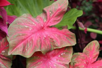 Caladium ´Red Flash´ has dark red leaves, with fuchsia spots and green margins.