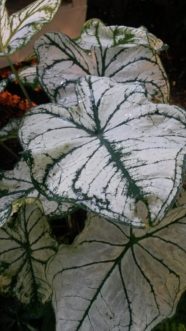 ‘Candidum´ is an old cultivar that has white leaves and prominent green veins.