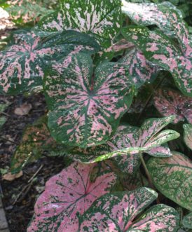 ´Florida Elise´ Caladium has green leaves with rose pink brush strokes and speckles.