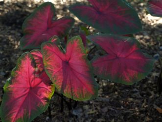 Freida Hemple´ Caladium has deep red leaves with green margins.