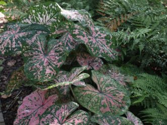 In the South, caladiums need protection from full, hot, afternoon sun for best growth and color.