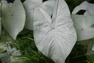´Moonlight´ Caladium has luminescent white leaves that will brighten a shady spot.
