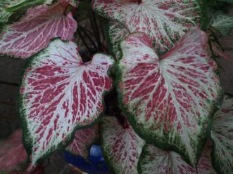 ´Peppermint´ Caladium has candy cane striped leaves with green leaf margins.