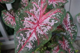 ´Pink Beauty’ Caladium is a light pink with green margins.