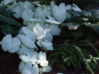 White cultivar selections, such as ´Moonlight´ will brighten a shady area.