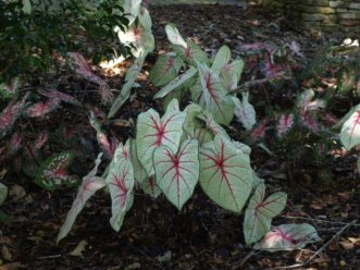 ‘White Queen’ is a beautiful white caladium with red veins.