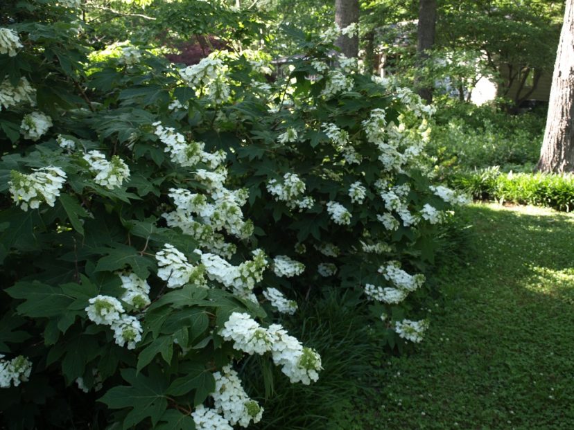 Oakleaf hydrangeas (Hydrangea quercifolia) bloom on old wood. They should be pruned soon after flowering to maintain a desired height and shape.