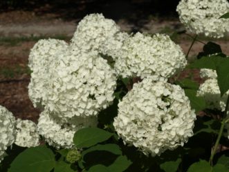 Smooth hydrangeas (Hydrangea arborescens) bloom on new wood; therefore, should be pruned just before new growth emerges in the spring.