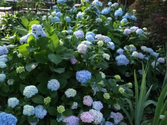 The Endless Summer® series of bigleaf hydrangeas develops flowers buds on old and new wood.