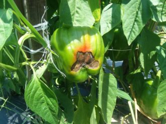 A bell pepper with blossom end rot.