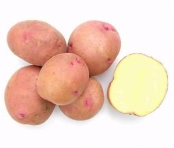 Сорт картофеля Соточка