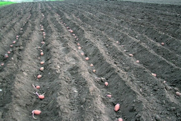 Однострочный способ посадки картофеля