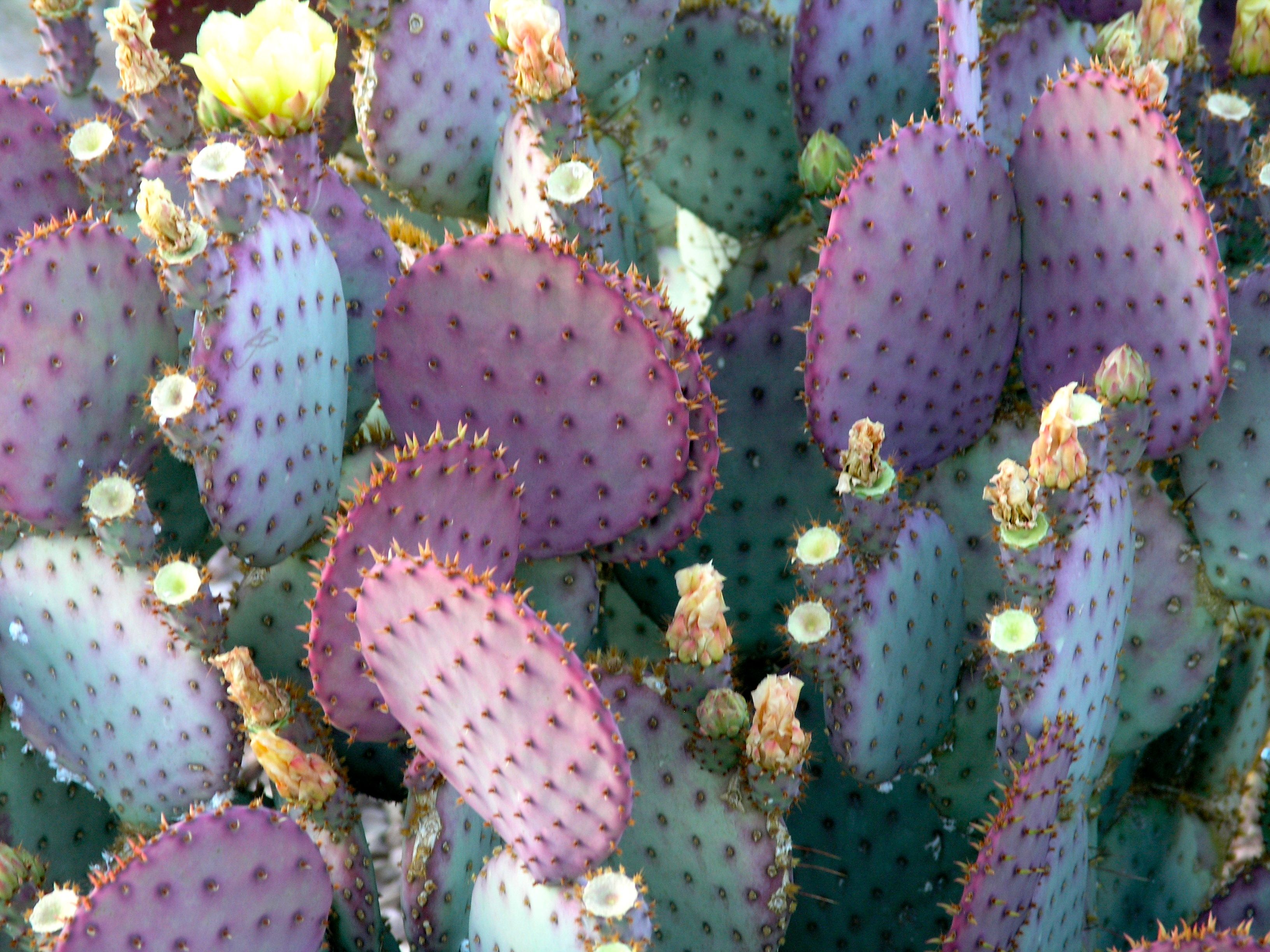 Опунция. Prickly Pear Cactus. Опунция (Opuntia) (30 см). Опунция Беккер. Опунция эхиос.