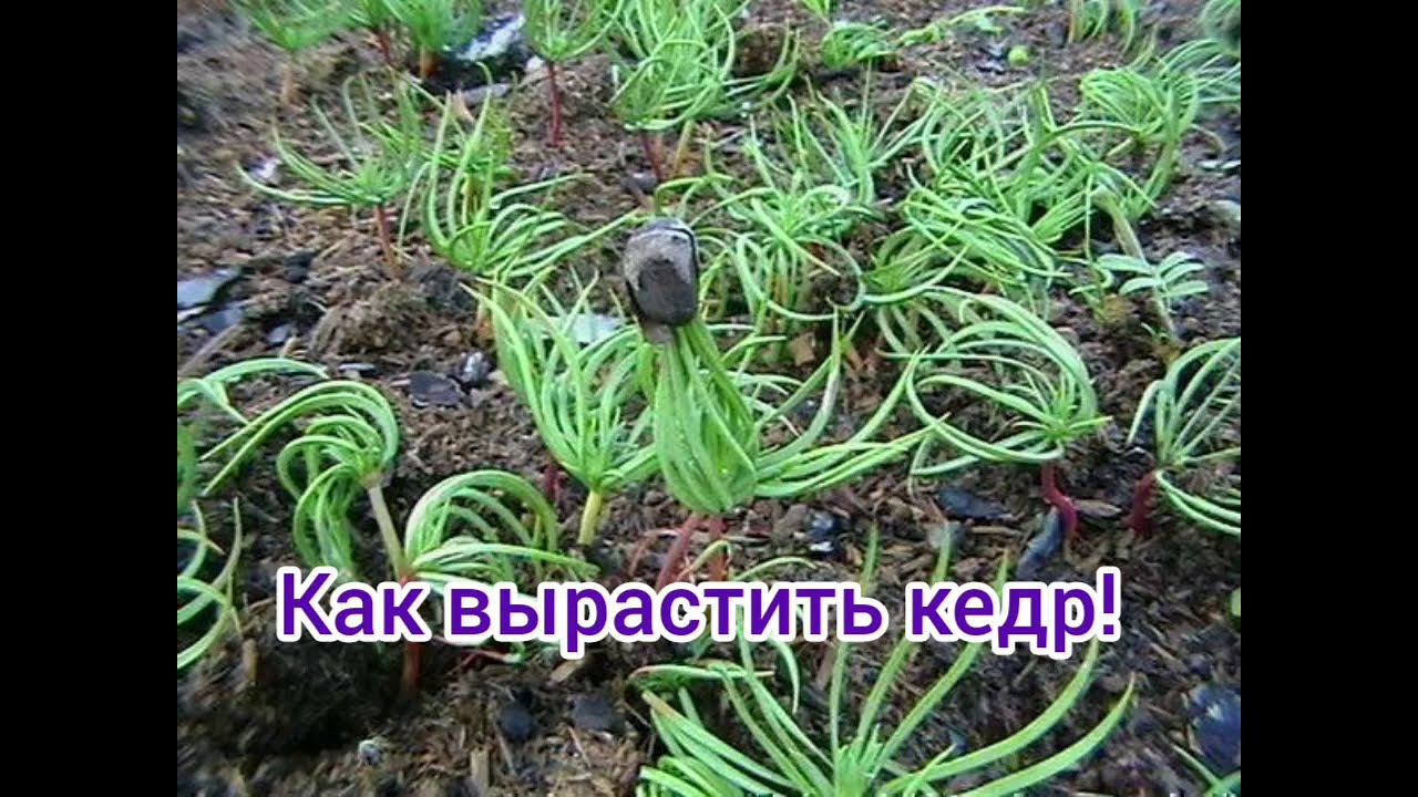 Как растет кедр из орешка в домашних условиях фото пошагово