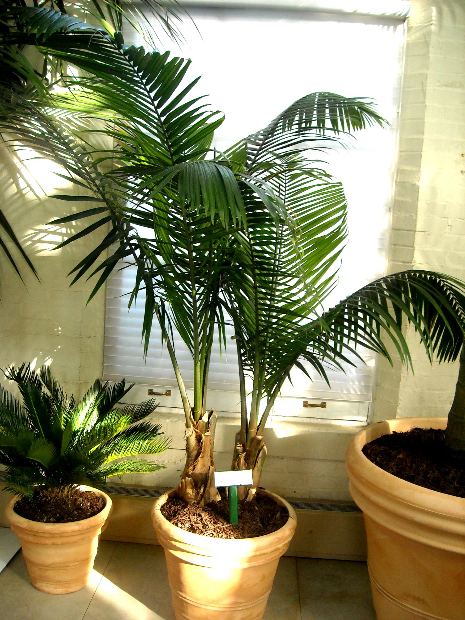 Комнатные растения как пальма фото и названия