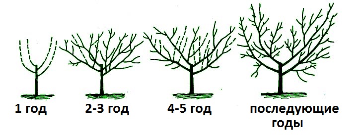 Схема обрезки вишни осенью по годам