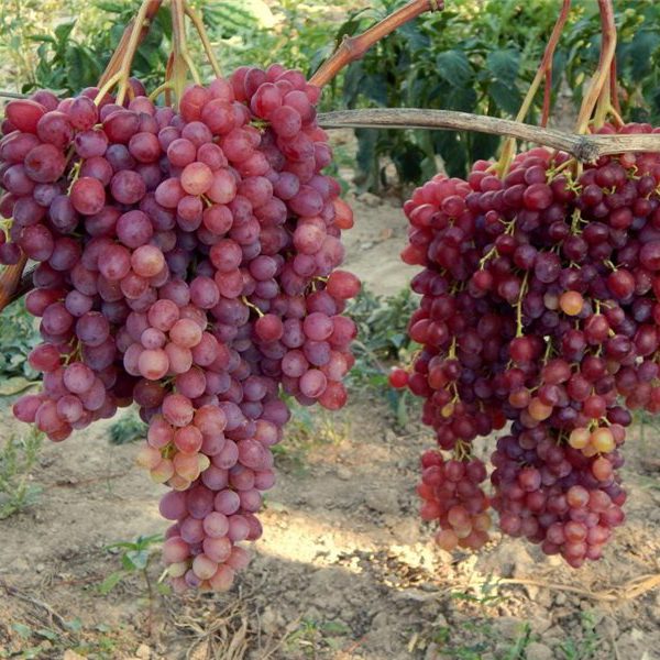 Ранние сорта винограда - бессемянный Велес