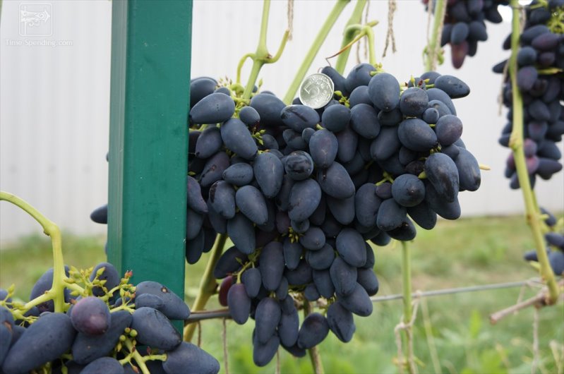 Ранние сорта винограда - болезнеустойчивый Викинг