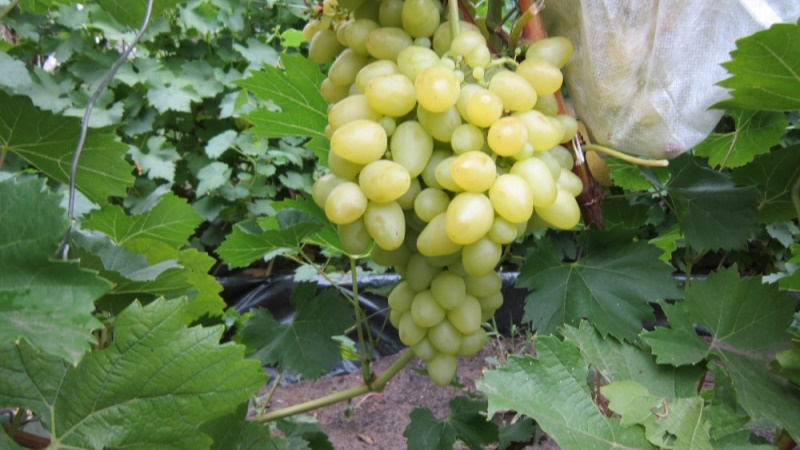 Ранние сорта винограда - ранняя Аркадия