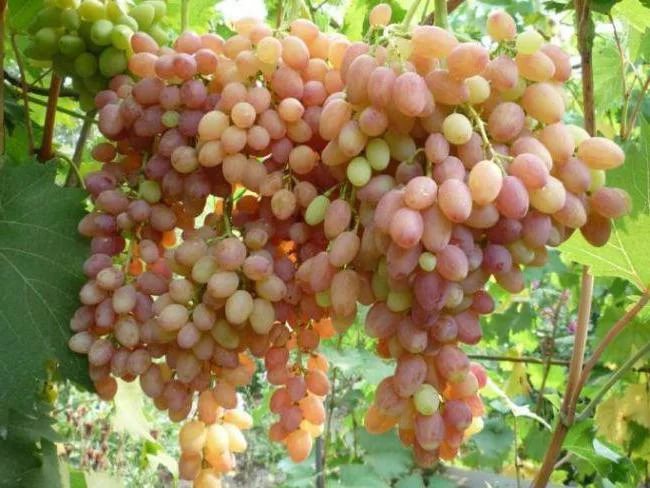 Ранние сорта винограда - столовый Тасон