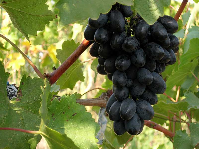 Ранние сорта винограда - сверхранняя Кодрянка