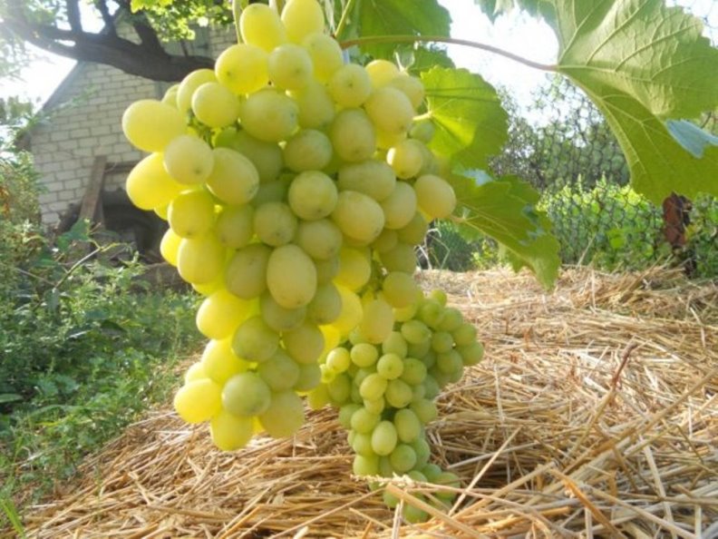 Ранние сорта винограда - укрывная Лора