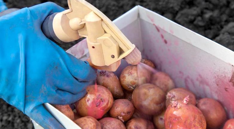 Обработка картофеля перед посадкой - как предотвратить заболевания и уберечь от вредителей