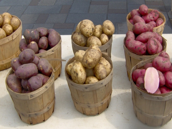 Особенности сбора урожая картофеля в зависимости от сорта