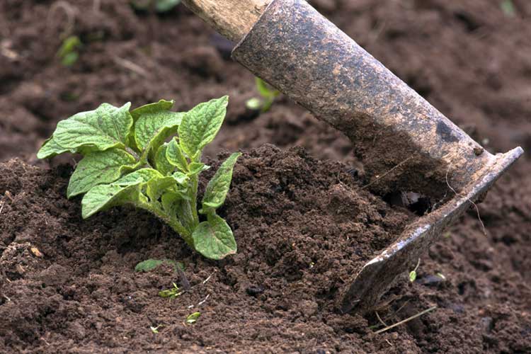 Требования к грунту для посадки картофеля, как улучшить структуру и состав почвы