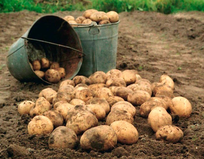 В какую погоду лучше собирать урожай картофеля, чтобы долго хранился