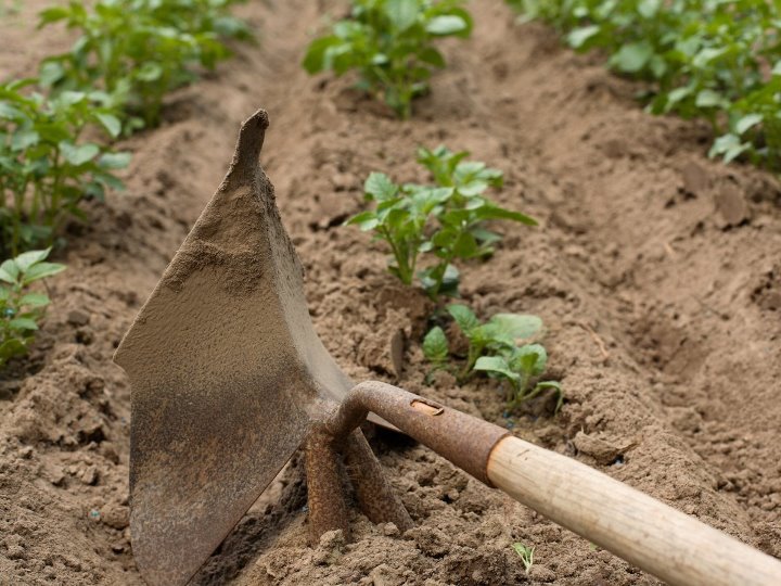 Выращивание картофеля на своем огороде - рыхление