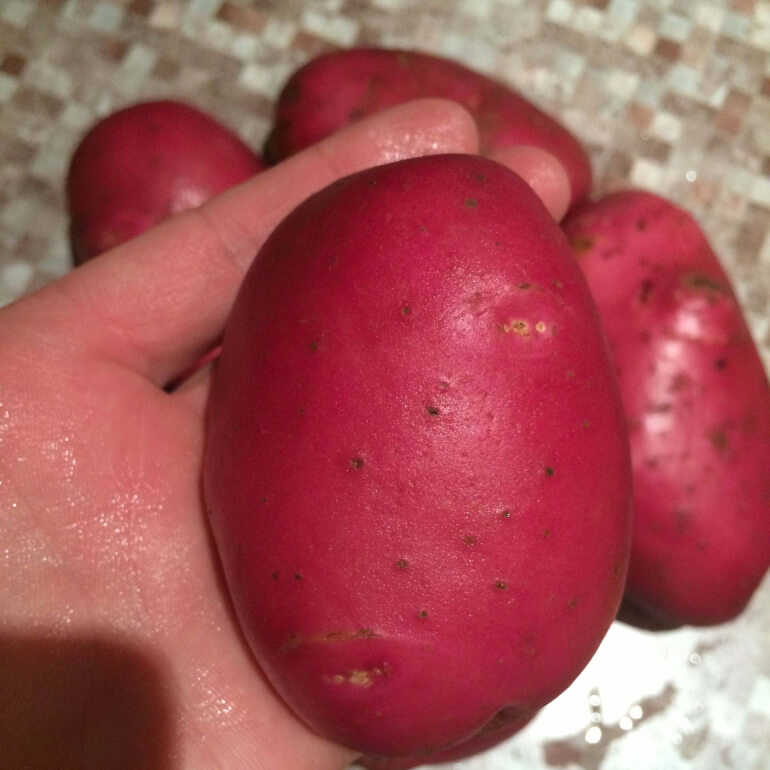 Картофель красный шершавый сорт и фото
