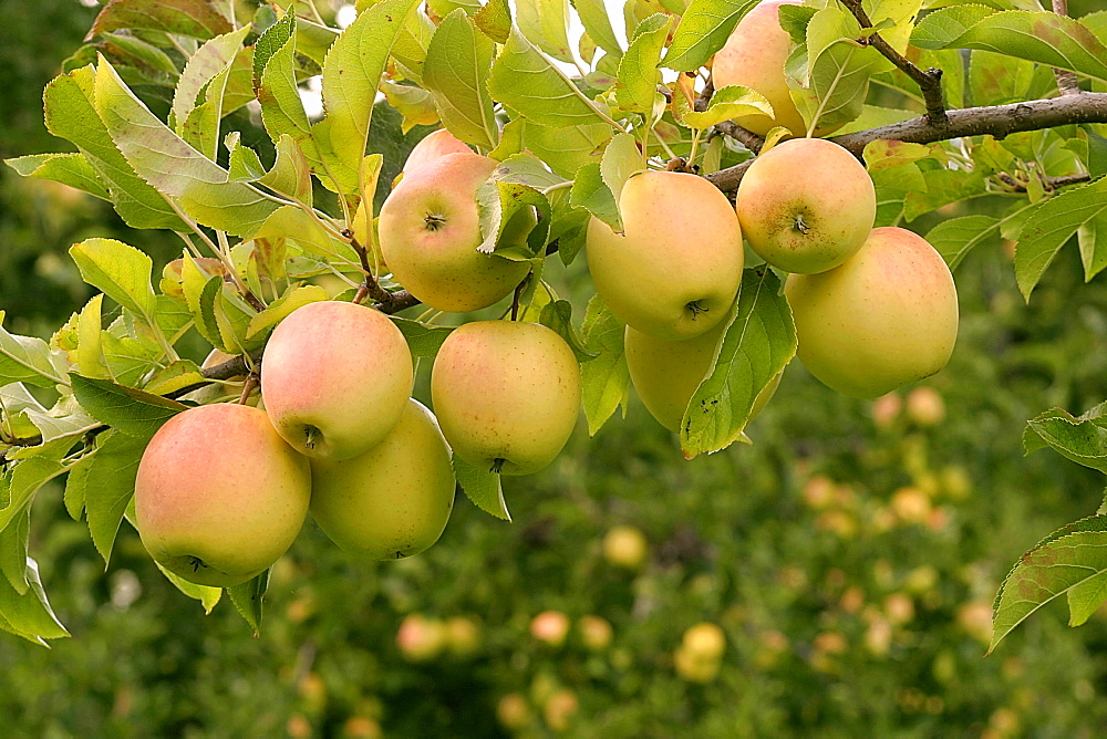 Самые сладкие сорта яблок для подмосковья с фото