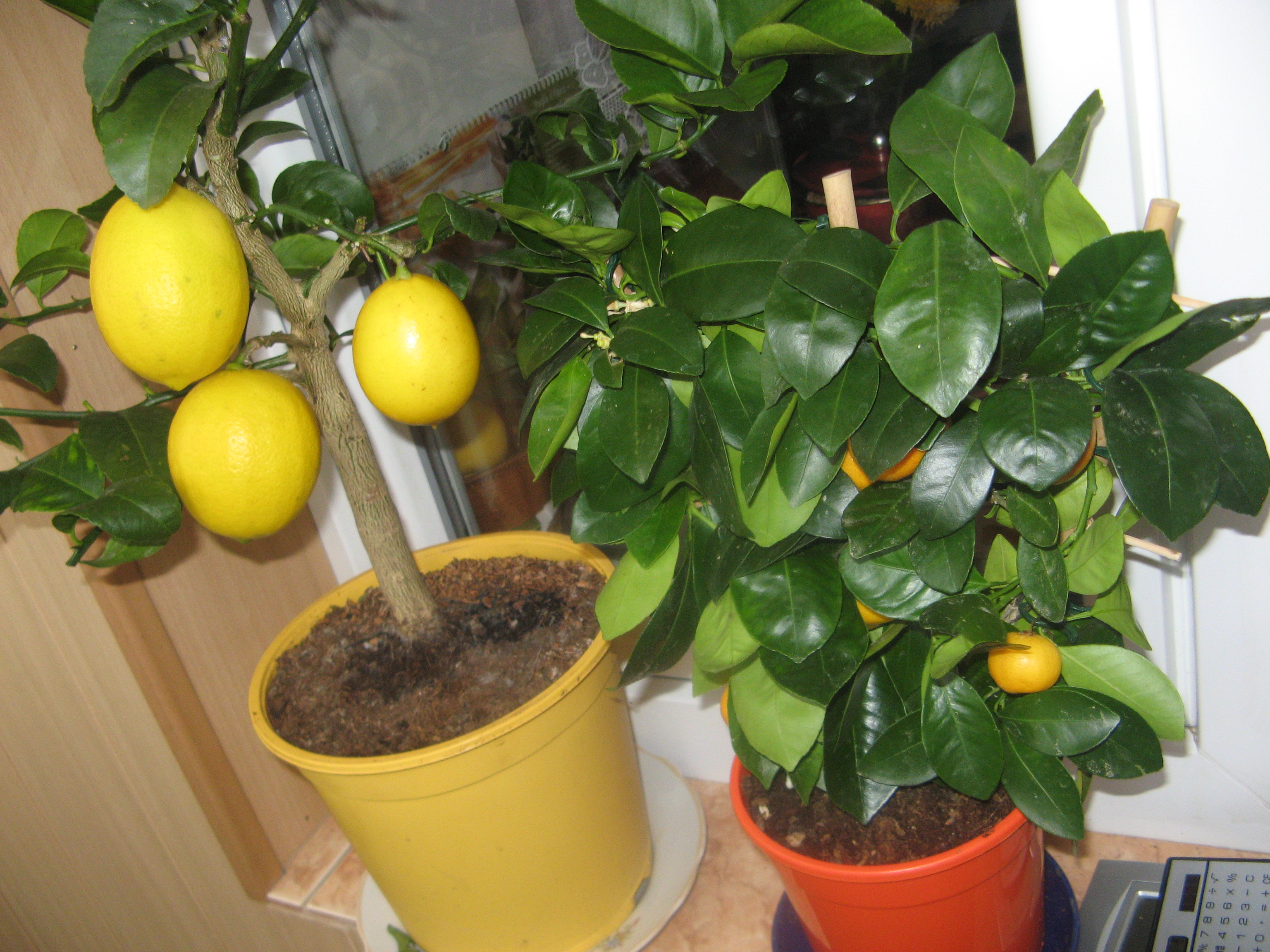 Дерево лимона апельсина мандарина