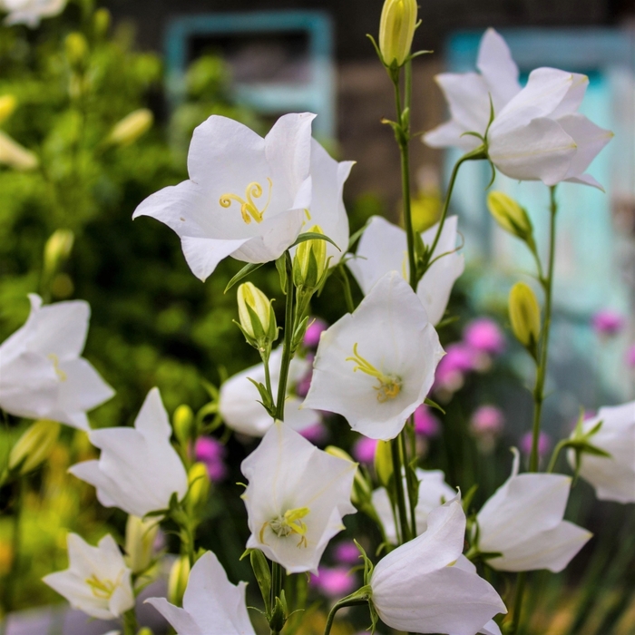 Белый колокольчик цветок фото
