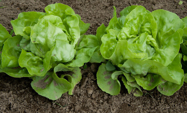 two heads of lettuce growing in the ground