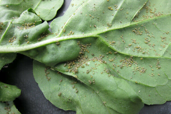 aphids on arugula