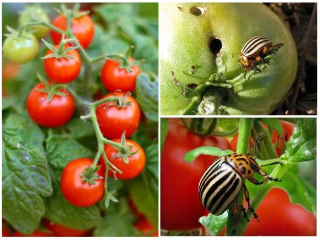 Колорадский жук на томатах
